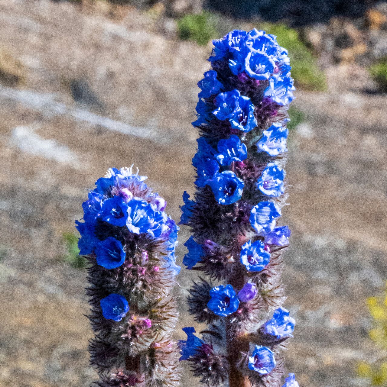 Echium auberianum flower