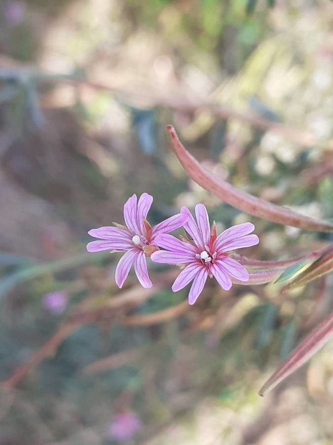 Epilobium brachycarpum flower