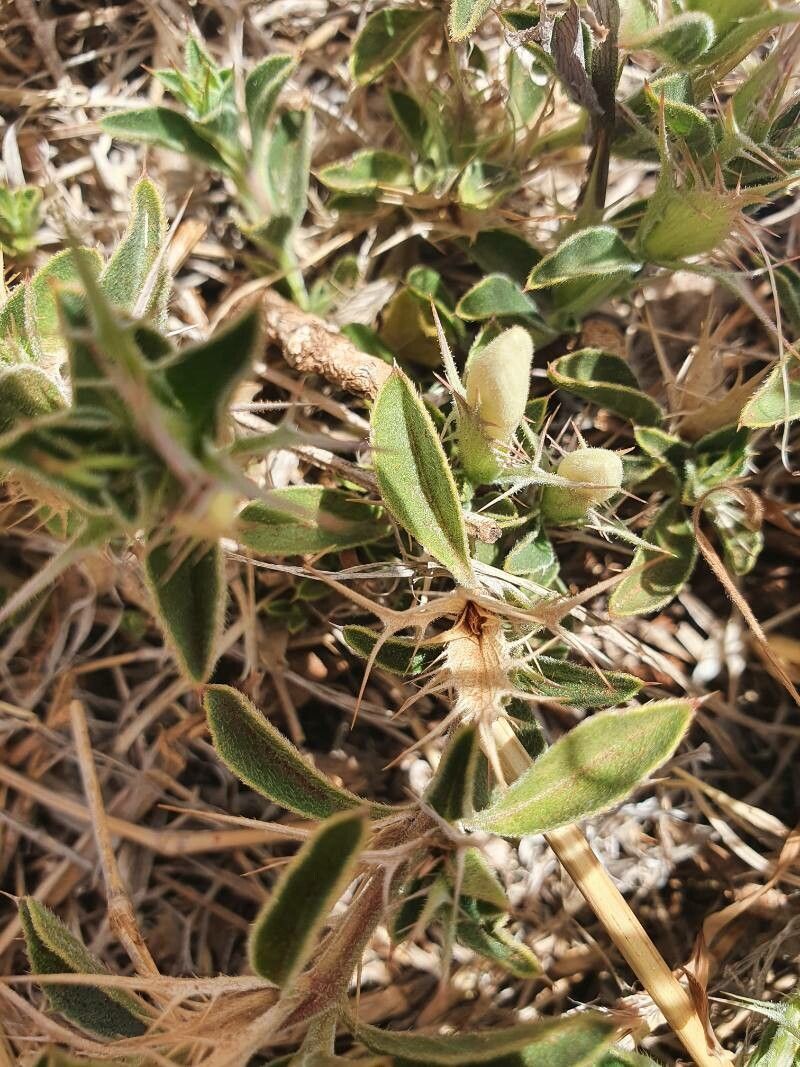 Barleria delamerei — houseplant care guide