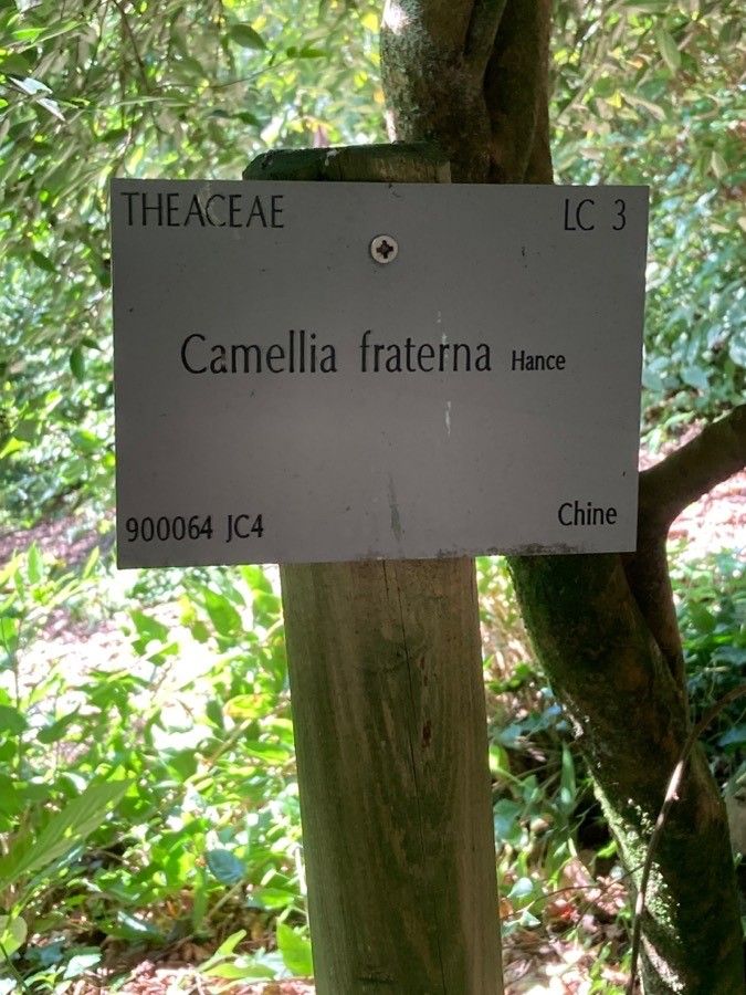 Camellia fraterna other