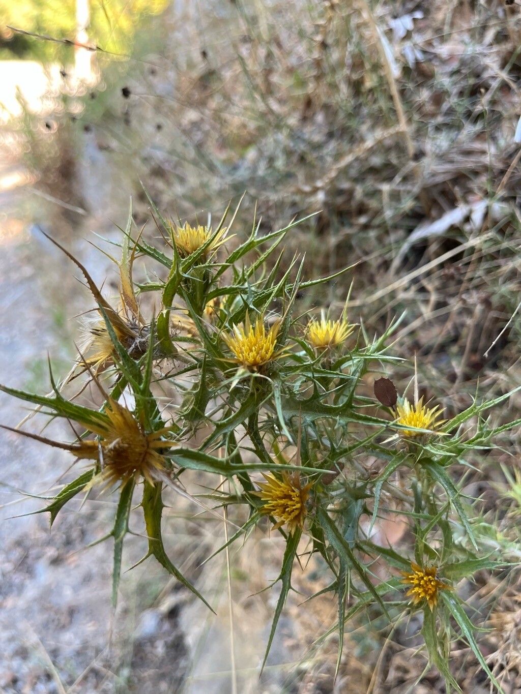 Carlina curetum flower