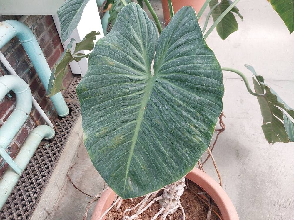 Philodendron devansayeanum leaf