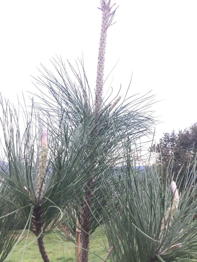 Pinus torreyana leaf