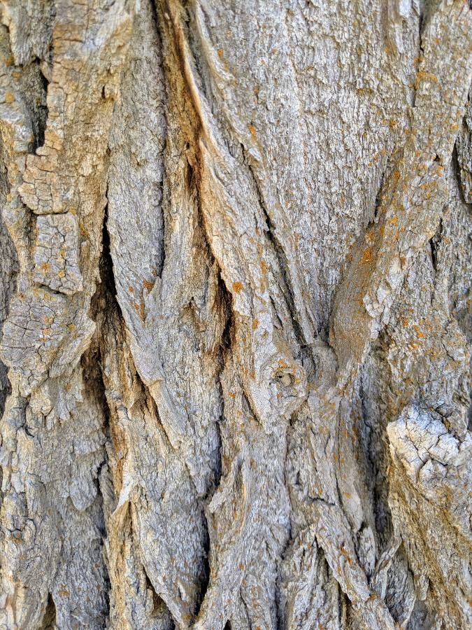 Salix lasiolepis bark