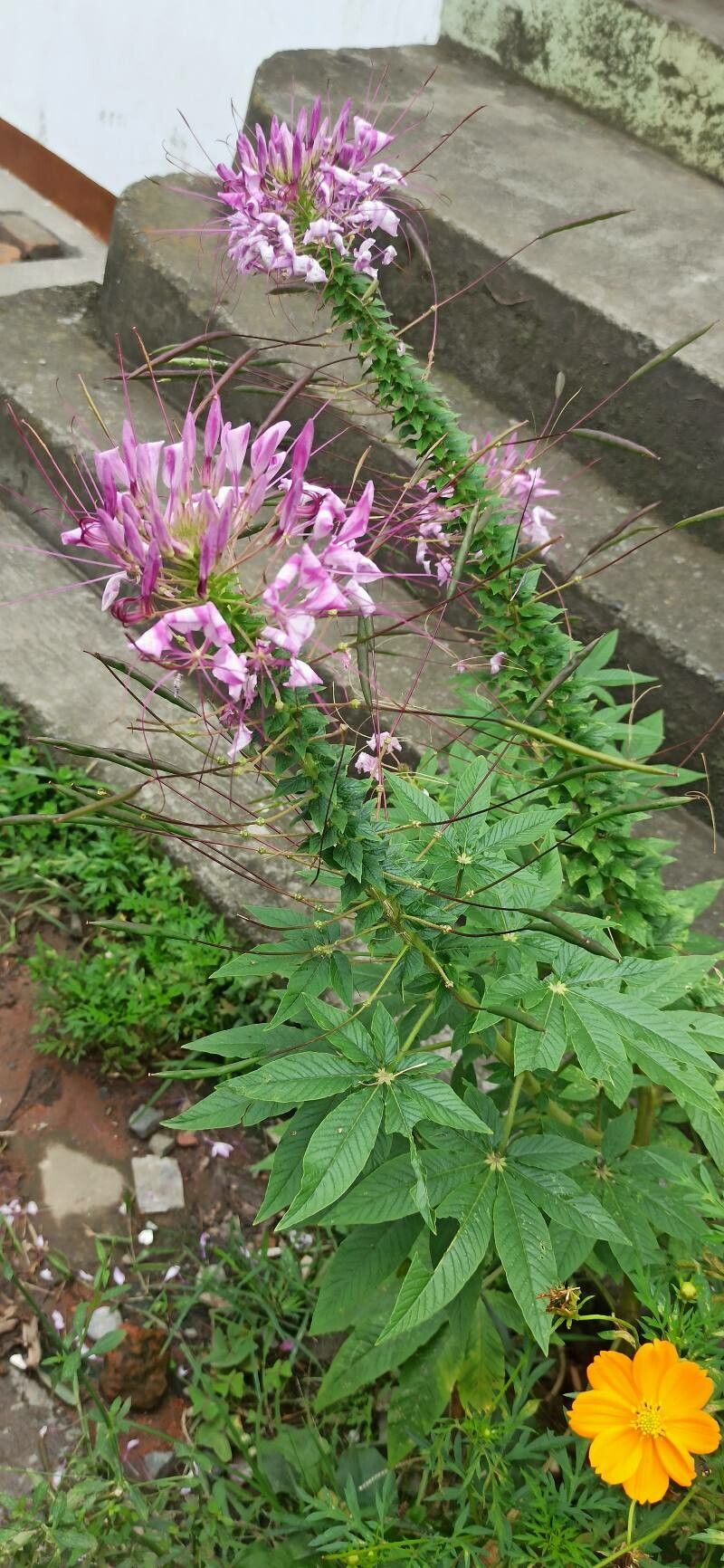 Tarenaya spinosa flower