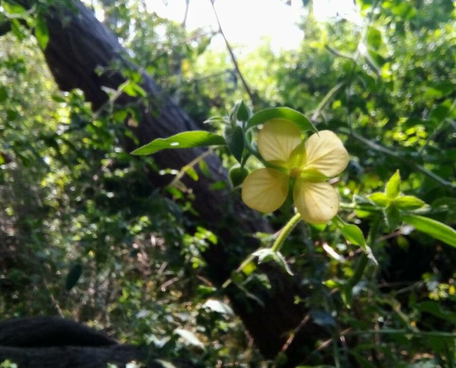 Ludwigia jussiaeoides flower