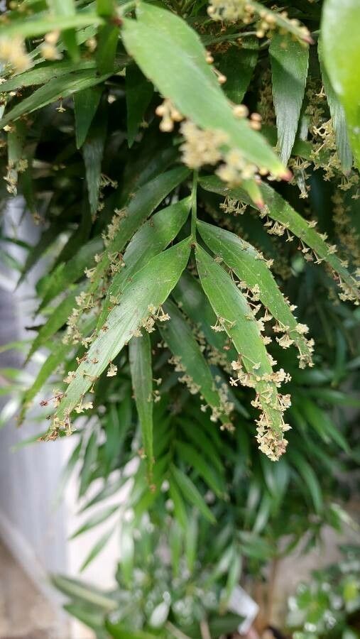 Phyllanthus arbuscula — search result for 'Phyllanthaceae'