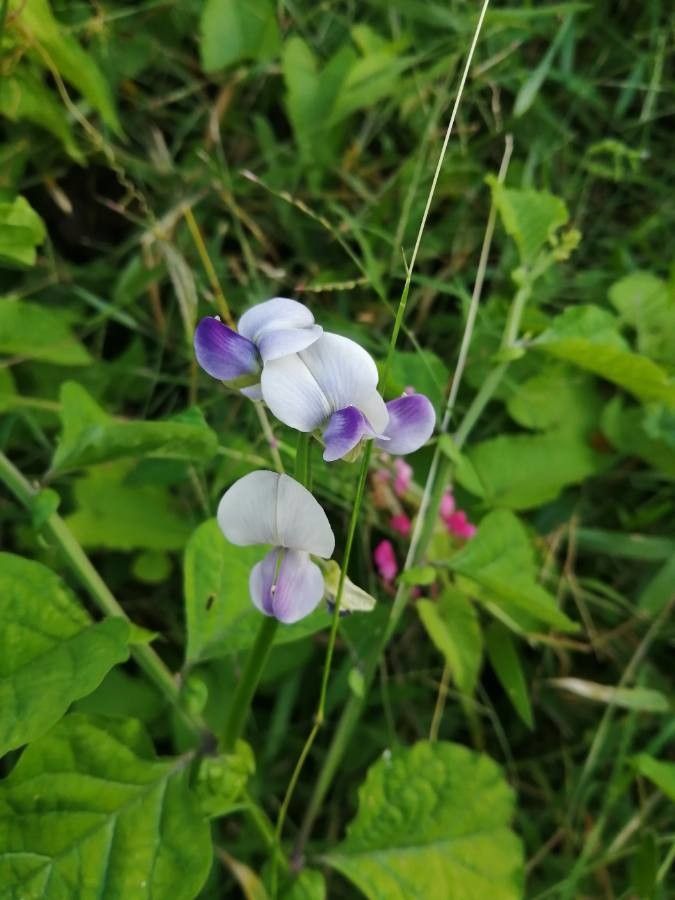 Crotalaria verrucosa flower