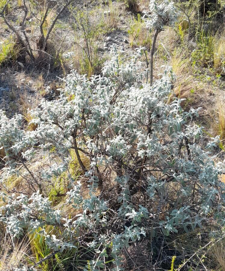 Buddleja mendozensis habit