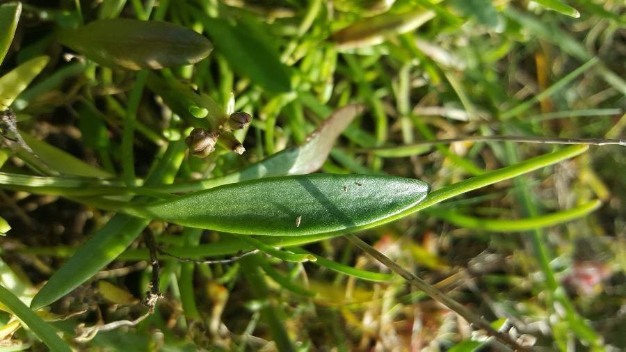 Tripolium pannonicum leaf