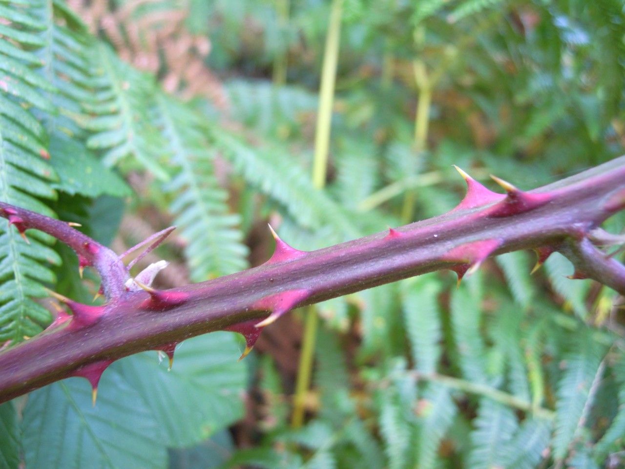 Rubus rhamnifolius bark