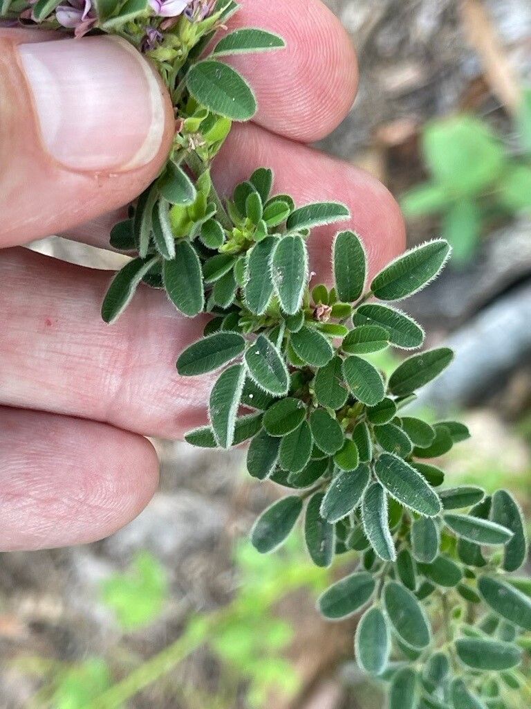 Lespedeza stuevei — search result for 'Lespedeza'