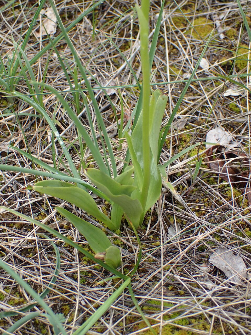 Platanthera bifolia leaf