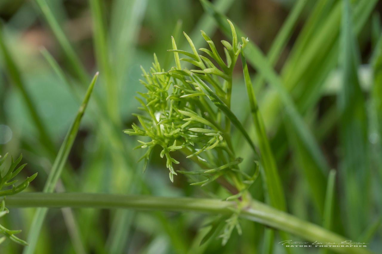 Adonis annua leaf