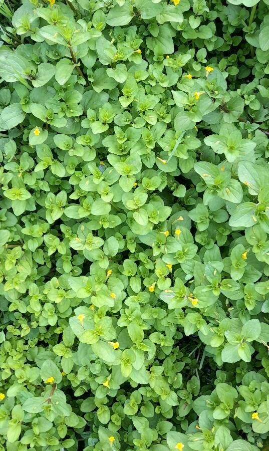 Mimulus glabratus habit