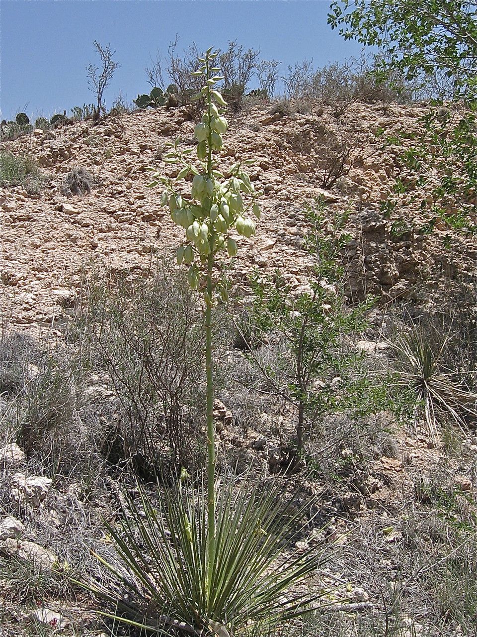 Yucca campestris habit