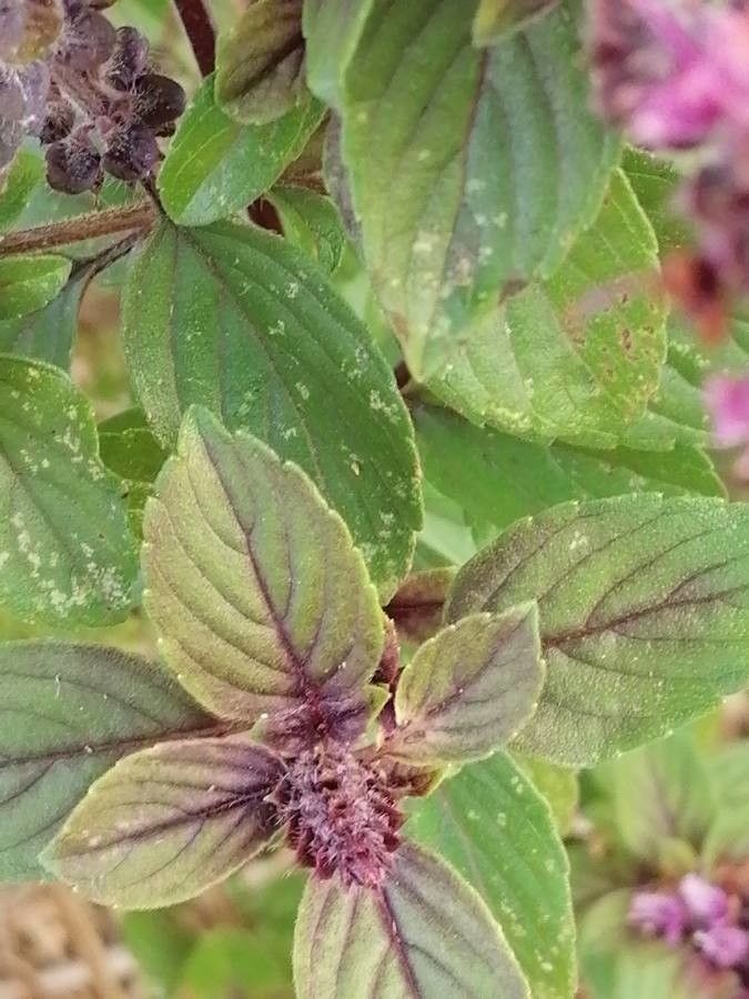 Ocimum kilimandscharicum