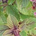 Ocimum kilimandscharicum