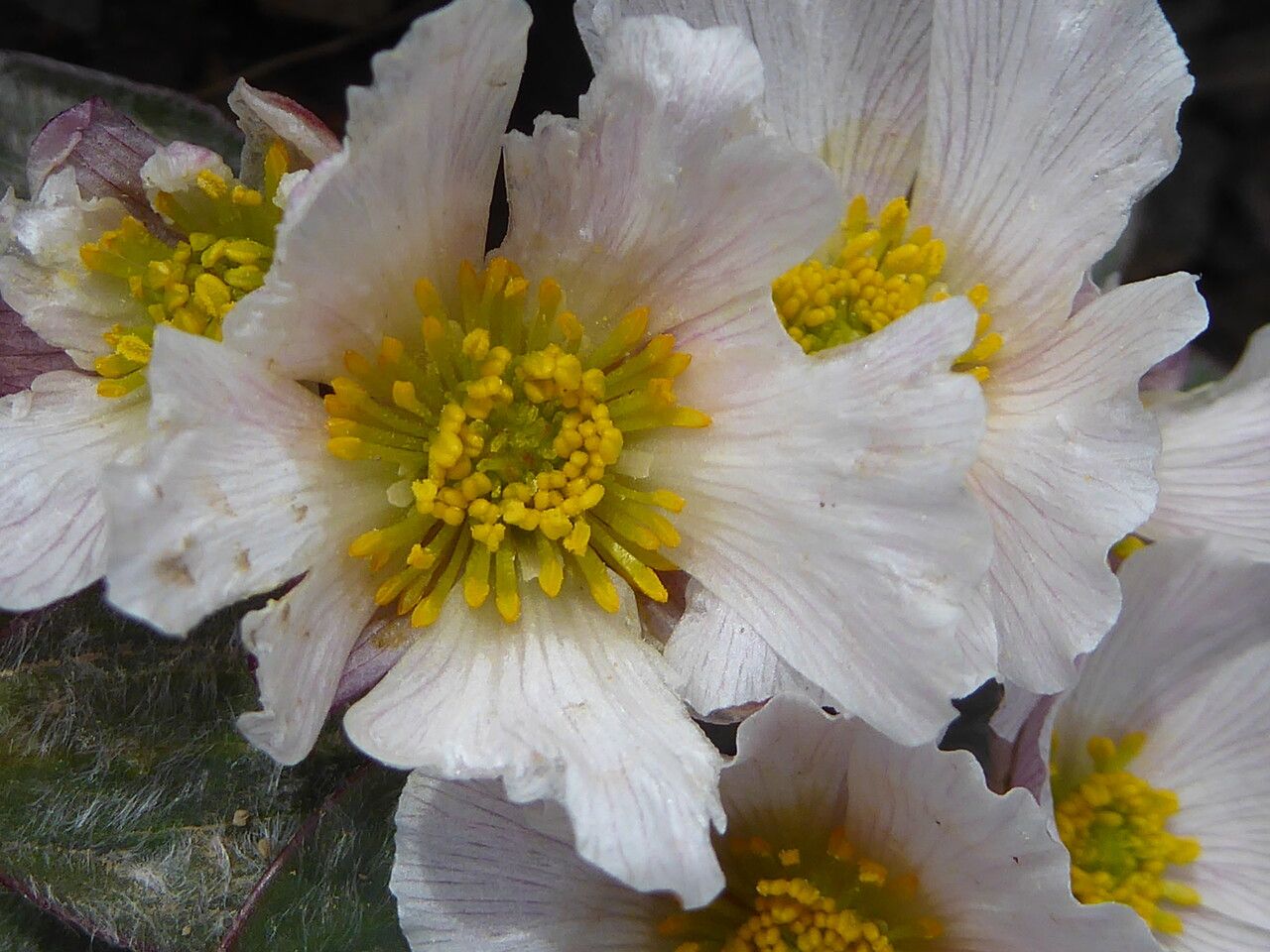Ranunculus parnassifolius flower