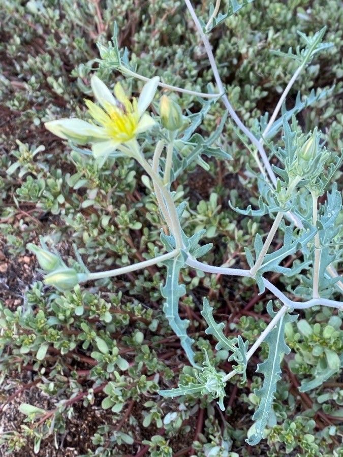 Mentzelia multiflora leaf