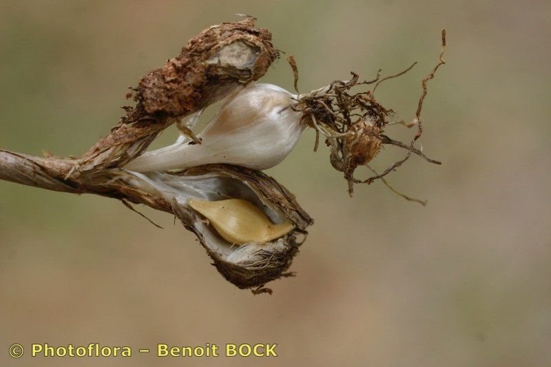 Allium baeticum fruit