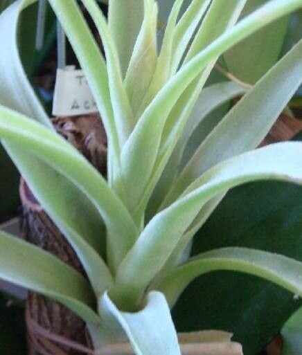 Tillandsia achyrostachys