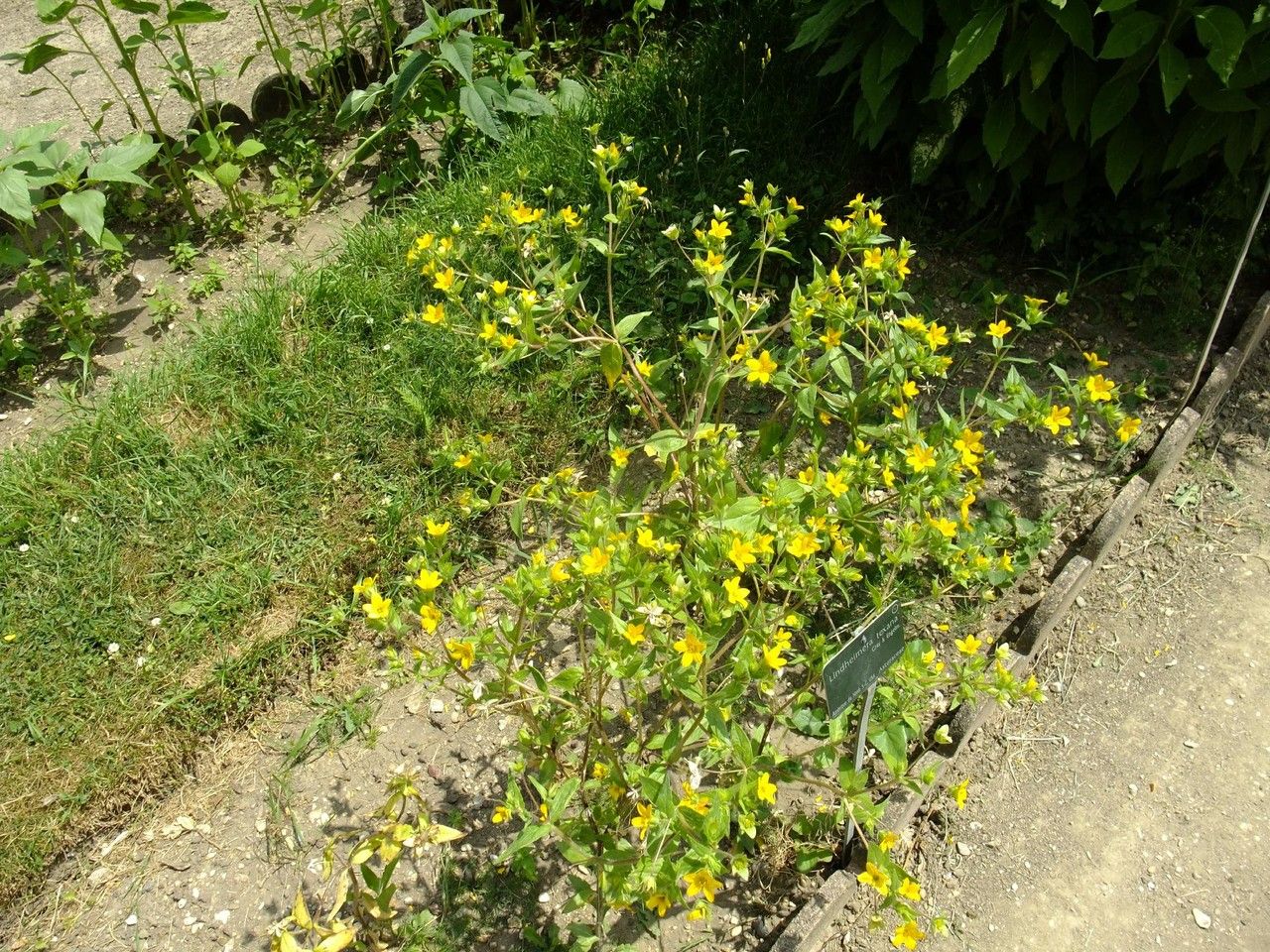 Lindheimera texana habit