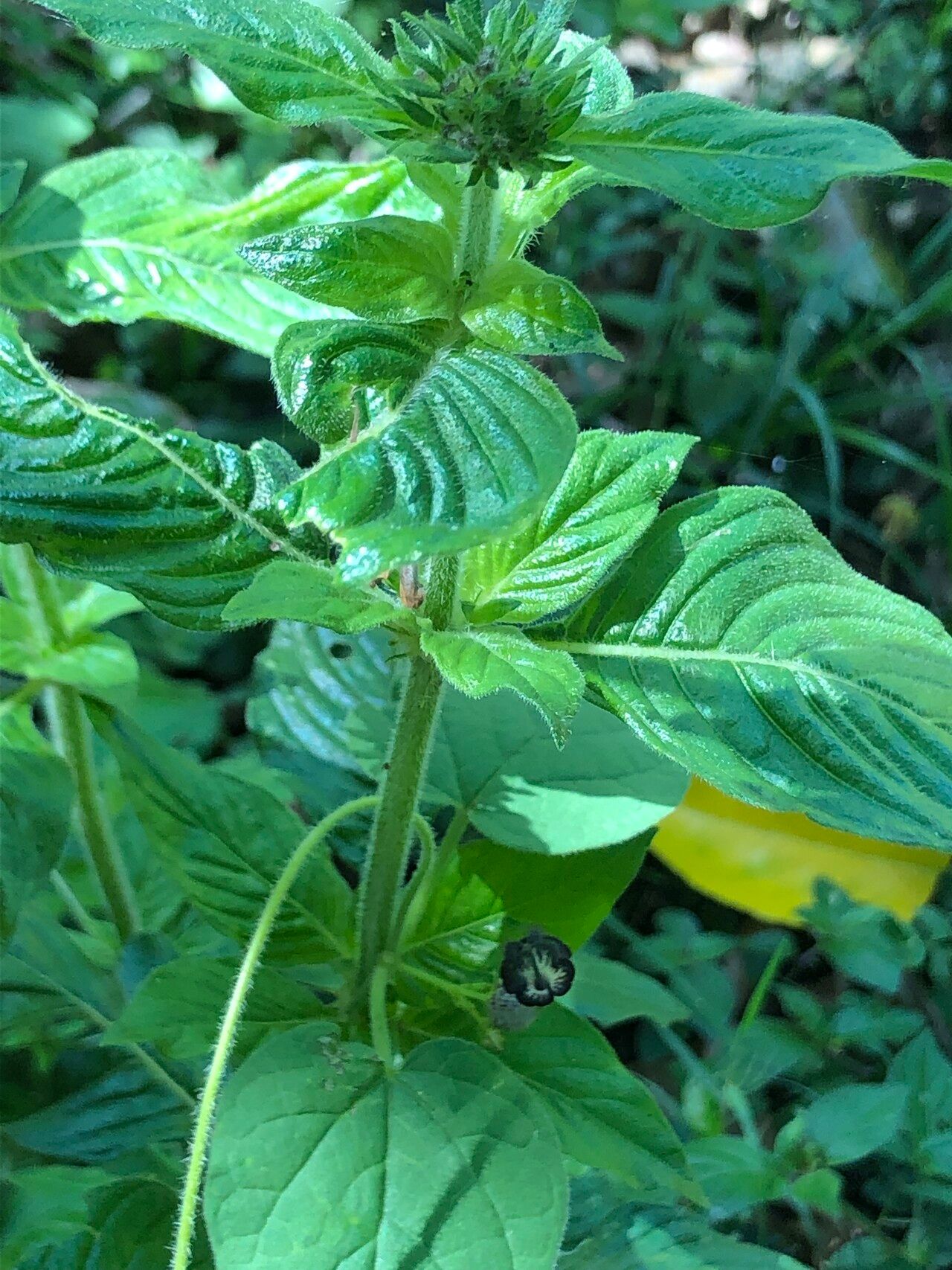Ceropegia meyeri-johannis — search result for 'Ceropegia'
