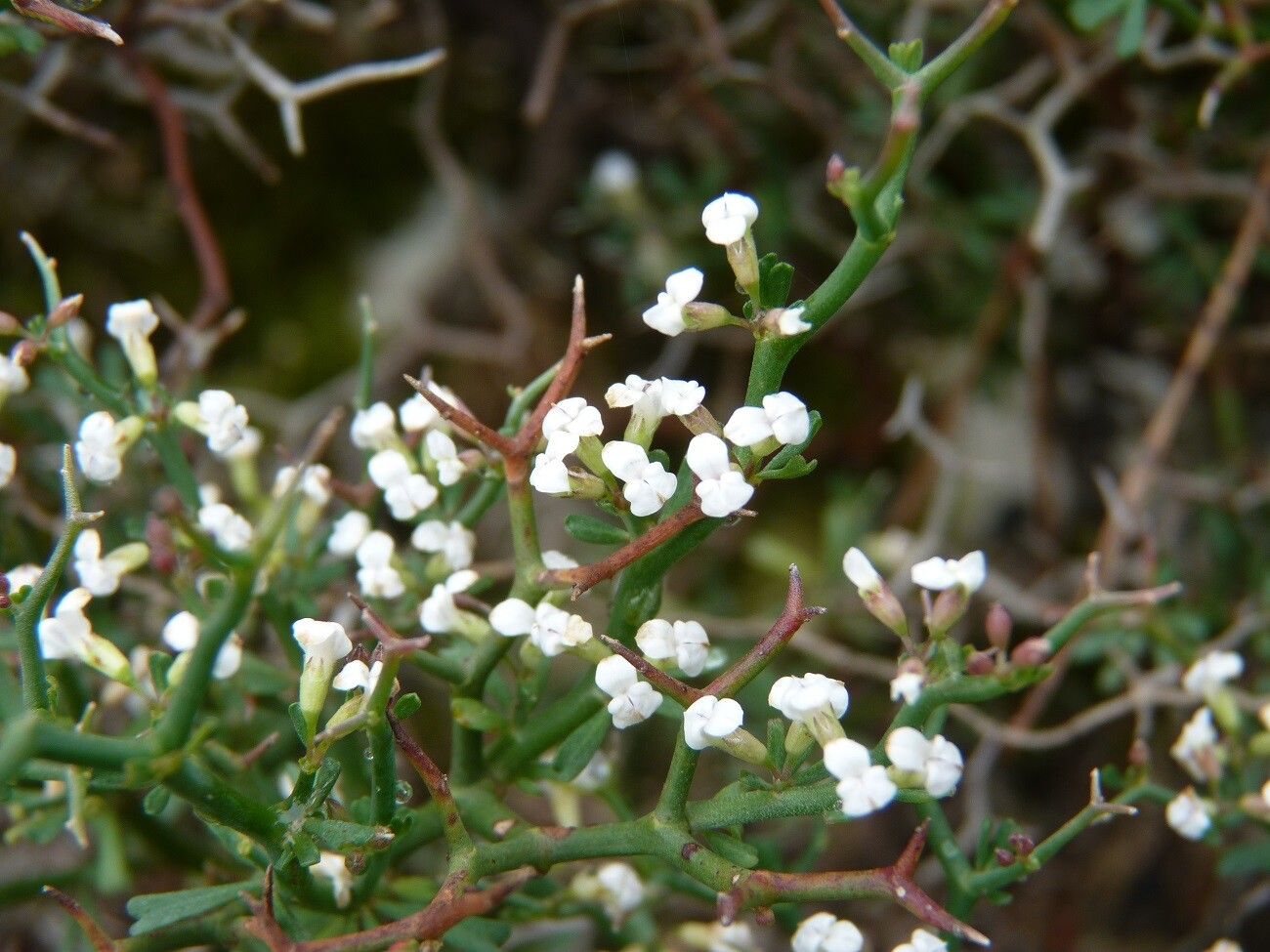 Lotus fulgurans flower