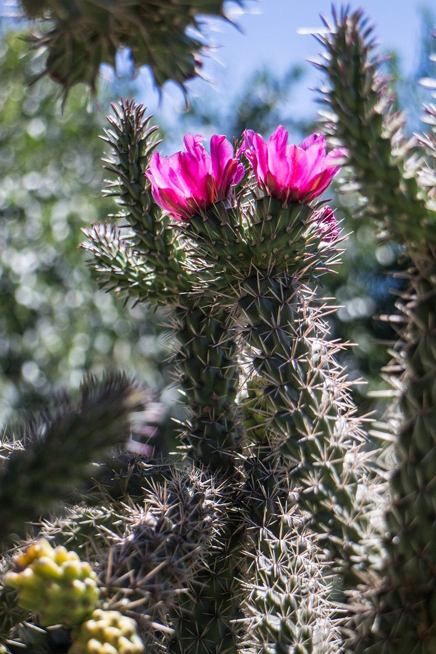 Opuntia rosea — houseplant care guide