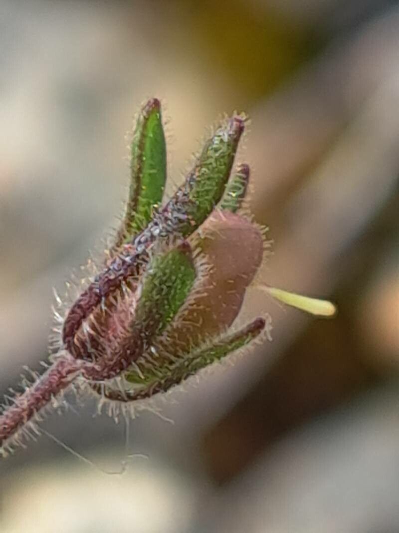 Chaenorhinum rubrifolium fruit