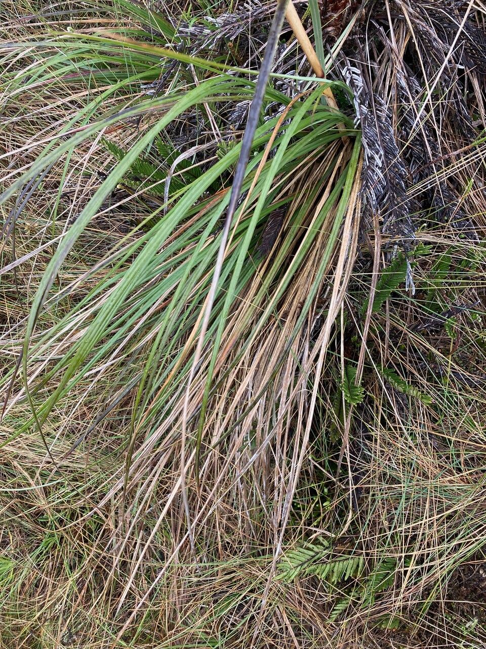 Cortaderia nitida — search result for 'Cortaderia'