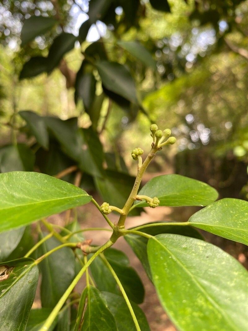 Populus simonii fruit