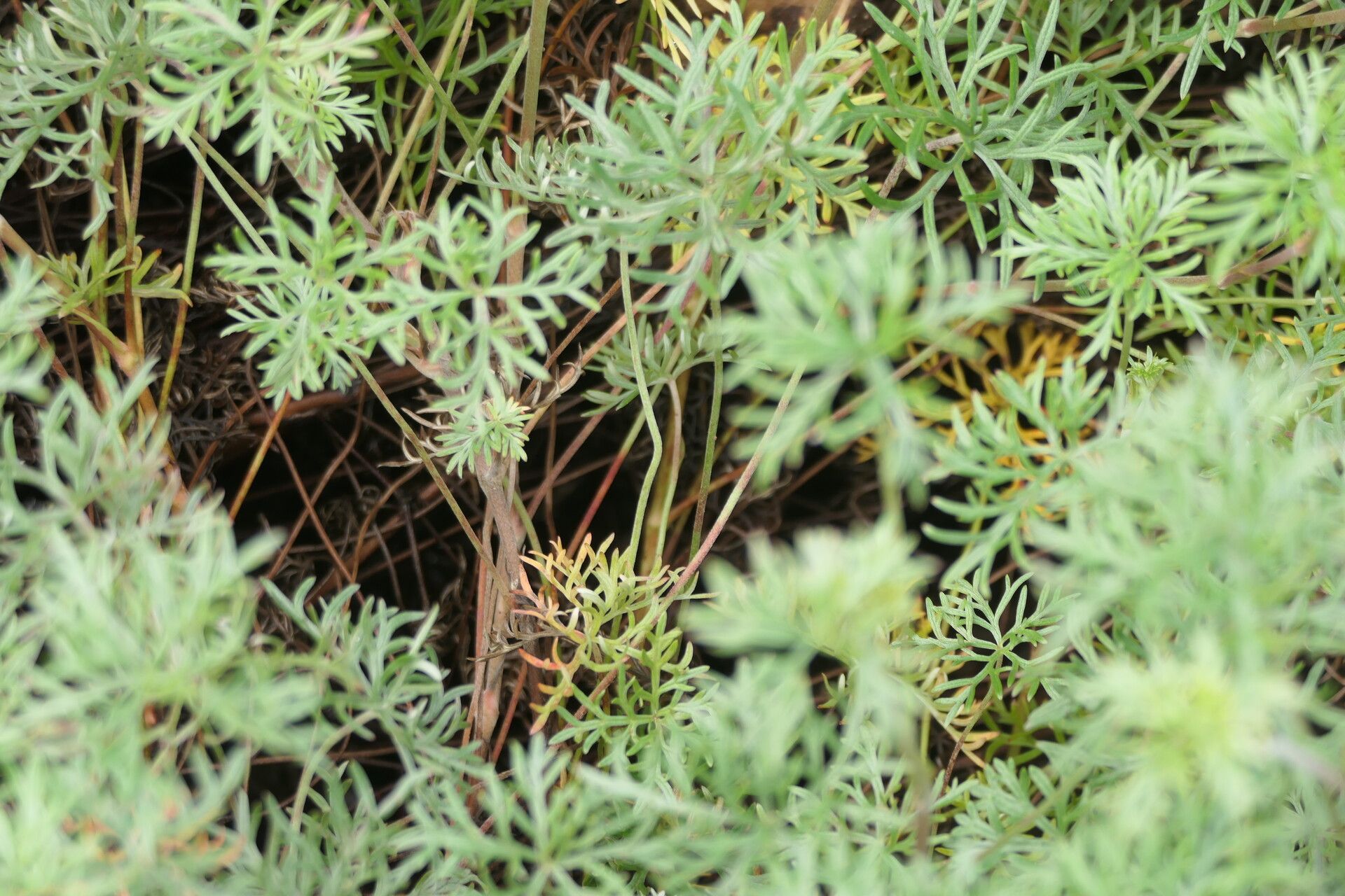 Geranium incanum bark