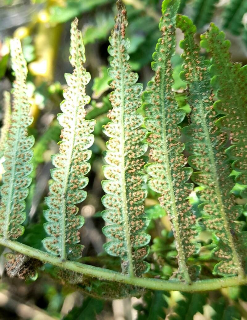 Cyathea atrovirens fruit