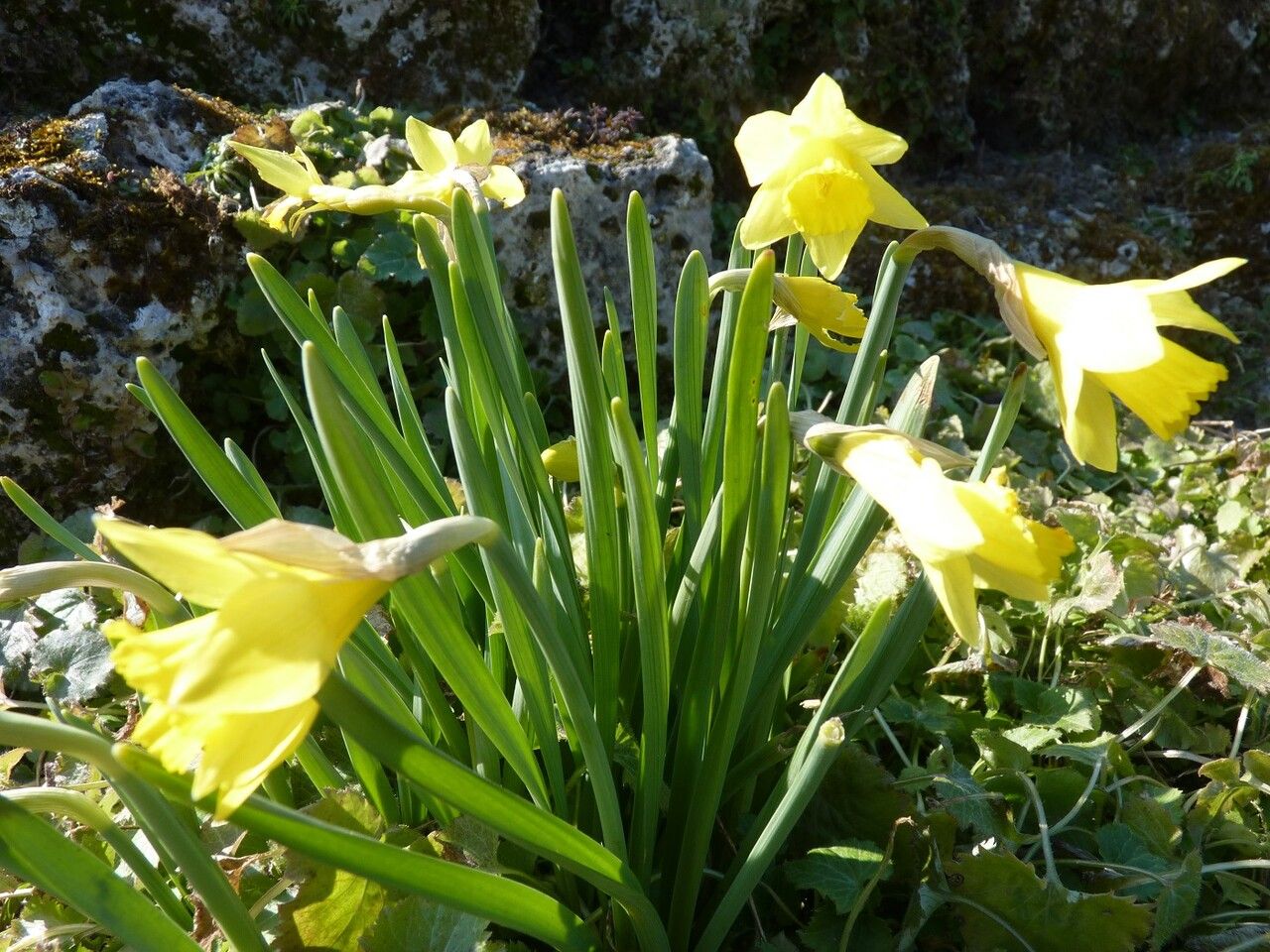 Narcissus minor habit