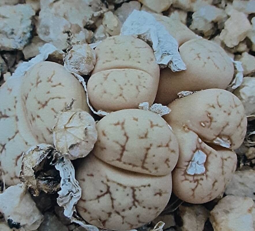Lithops werneri habit