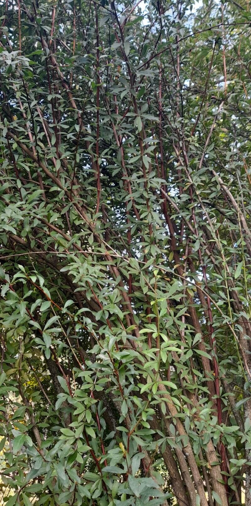 Berberis koehneana habit