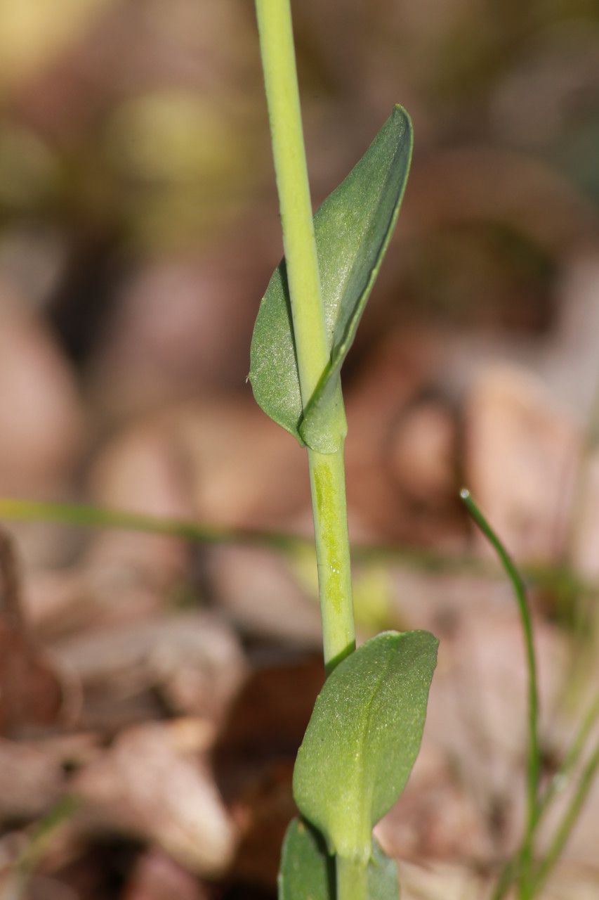 Noccaea praecox bark