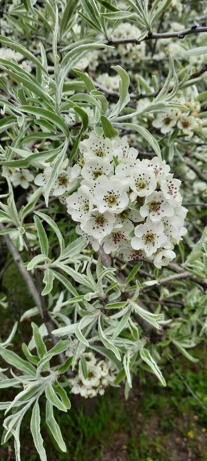 Pyrus salicifolia flower