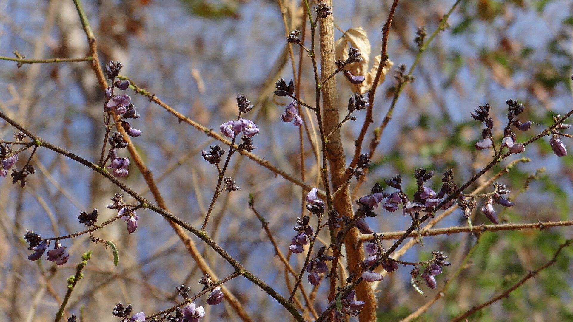 Machaerium hirtum bark