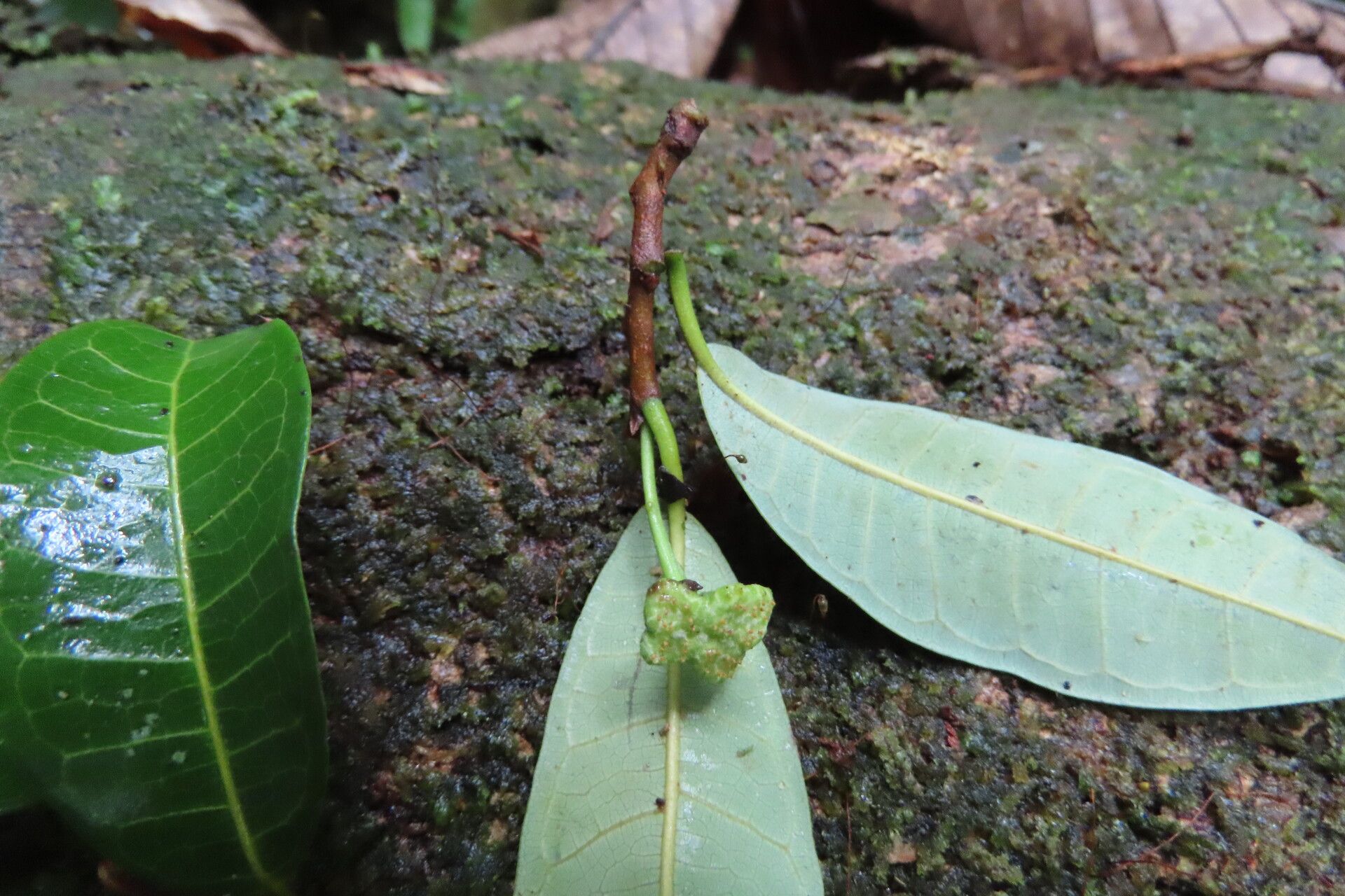 Brosimum guianense flower