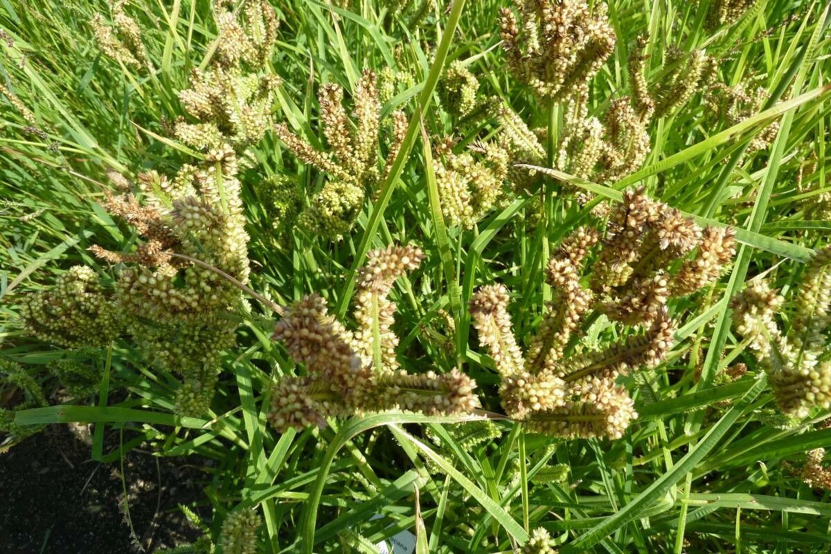 Eleusine coracana fruit