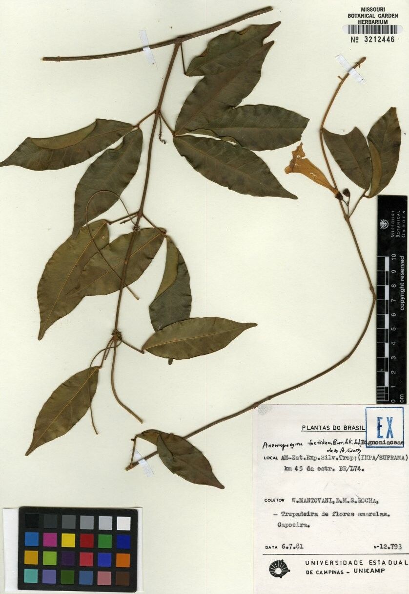 Anemopaegma foetidum — related species from the same genus