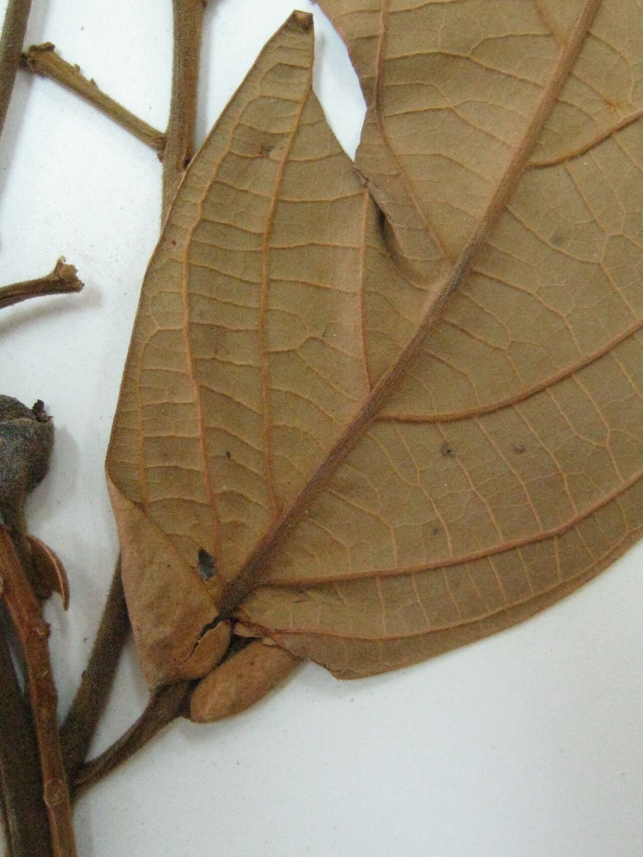 Nectandra reticulata other