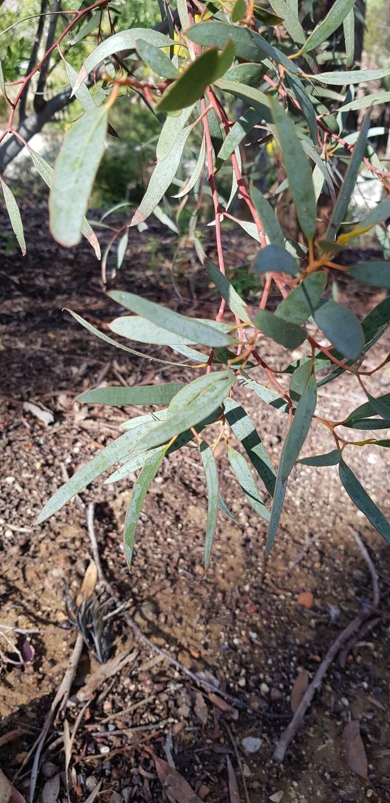 Eucalyptus calycogona — houseplant care guide