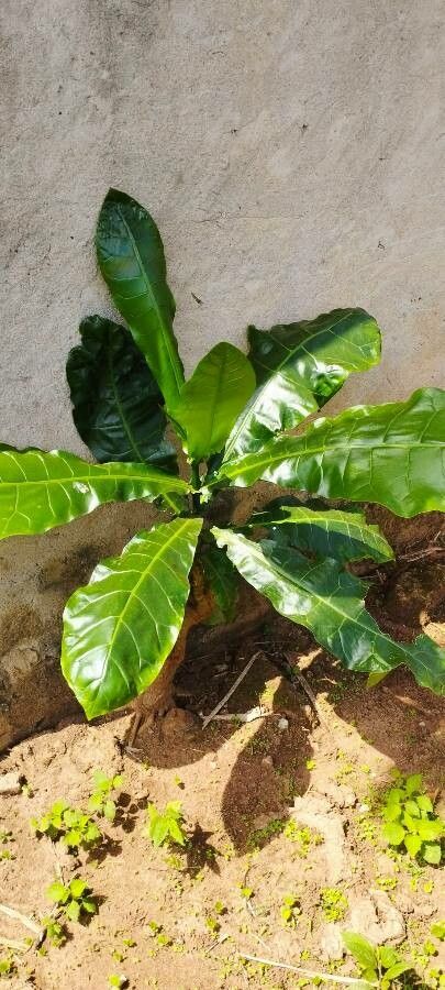 Meryta balansae leaf