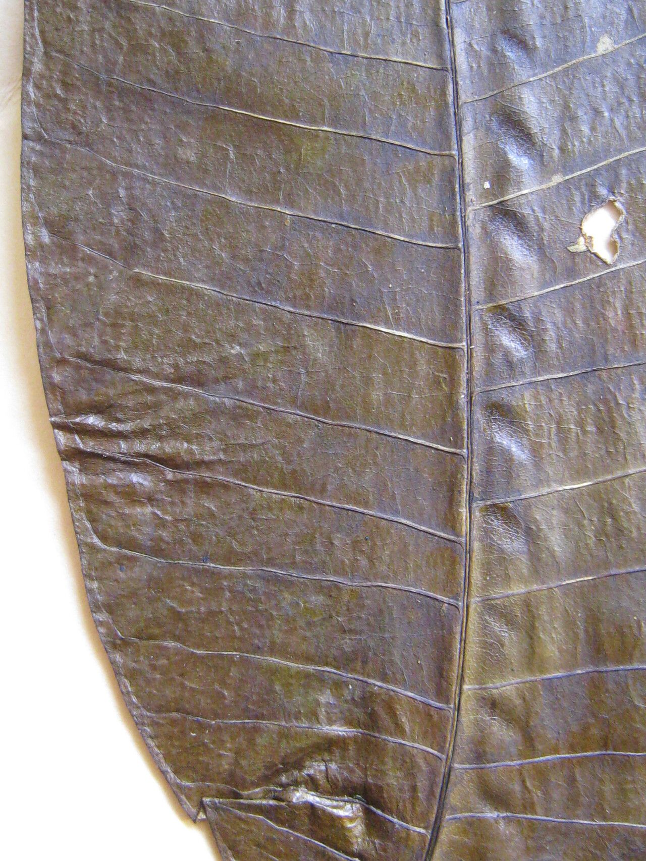 Rauvolfia pentaphylla — search result for 'Rauvolfia'