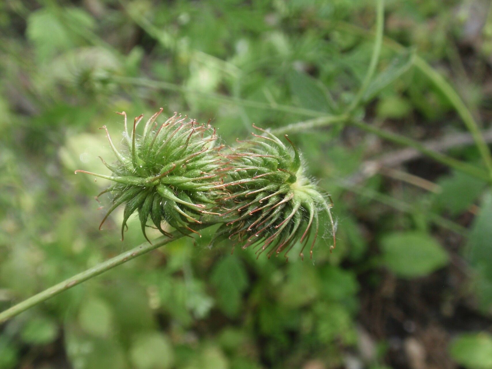 Geum hispidum fruit