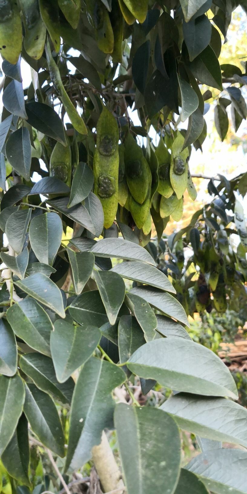 Dalbergia odorifera — search result for 'Dalbergia'